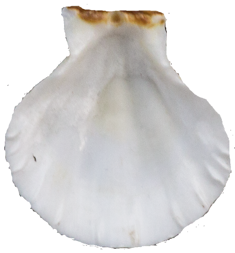 shell